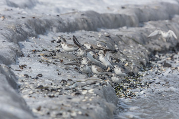 sanderling am meer