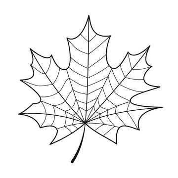 Skeleton maple leaf isolated. Vector illustration