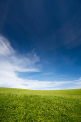 lovely summer field with blue sky