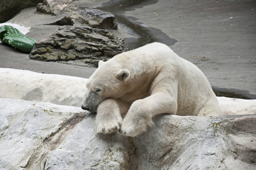 Polar bear in zoo