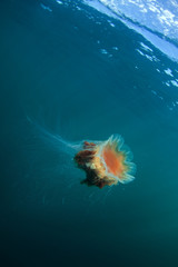 lion's mane jellyfish, cyanea capillata, Coll island, Scotland