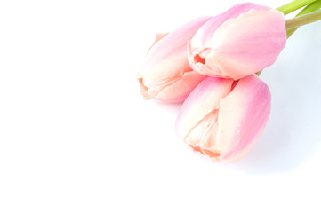 Three pink tulips on a white background.