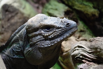 Iguana head