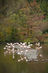 Pink flamingos in island