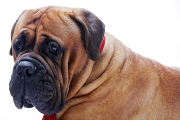 Fototapeta premium Beautiful dog