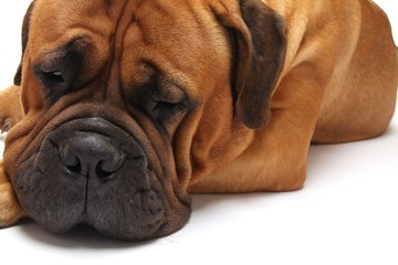 Obraz premium Beautiful dog