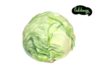 green cabbage isolated on white background