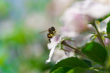 Bee on a flower apple trees.