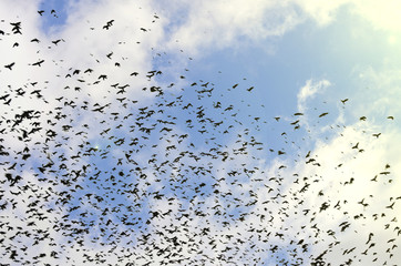 silhouettes of crows on blue sky background with clouds