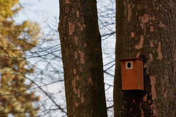Bird booth hung on a tree. Spring home for birds