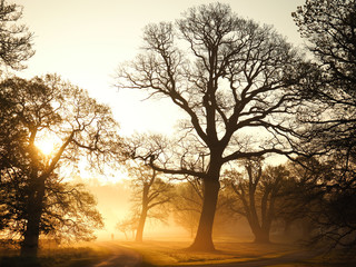 Bare trees covered with morning mist in Windsor Great Park.