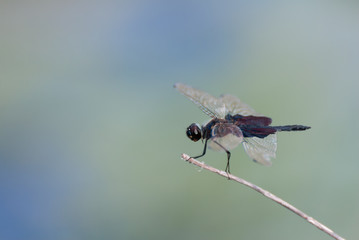 Black dragon fly resting on a twig