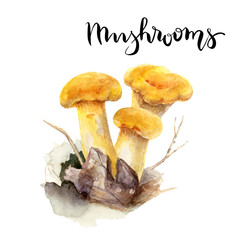 Forest mushroom watercolor.