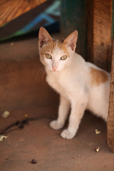 animals outdoors - red and white  european cat on on a pavement with  on a sunny day in Africa