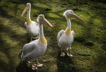Three pelicans on the grass