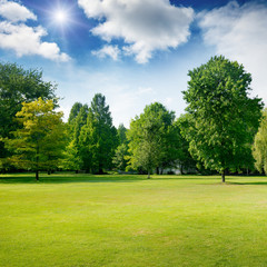 Bright summer sunny day in park with green grass and trees.