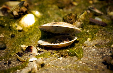 Muschel am Strand