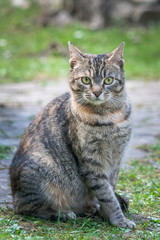 The domestic cat looking into the camera.