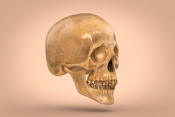 Skull 3d render