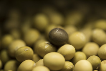 A pile of soy beans