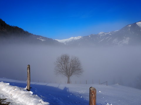 Bild mit Nebel, Baum und Sonnenschein
