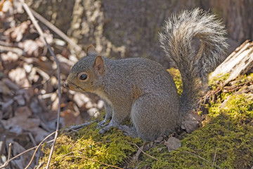 Naklejka na ściany i meble Eastern Gray Squirrel in the Forest