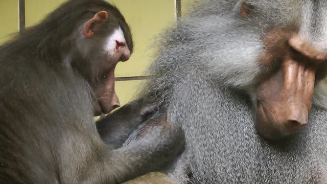 Baboon Animal in Zoo