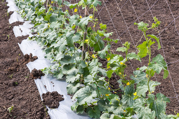 Close up of Melon seedlings with netting on soil.