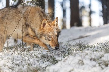 Wolf im Winter
