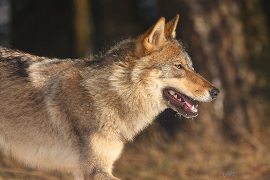 Wolf im Winter