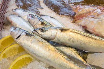mackerel resting on a bed of ice