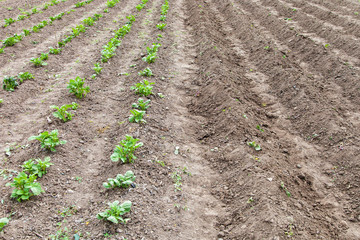 Fototapeta na wymiar Potato field with deep row hills