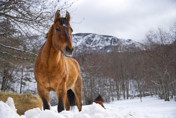 Obraz premium Horse in the snow at Santo Stefano d'Aveto - Liguria - Italy