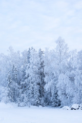 Trees covered in frost snow nature winter lakeside scene