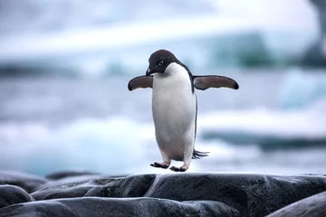 Poster Im Rahmen Ein antarktischer Adelie-Pinguin, der zwischen den Felsen springt © Lorraine Kourafas