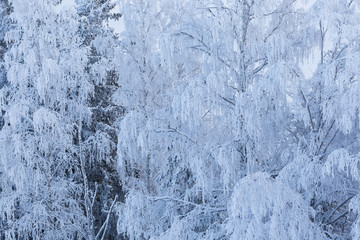 Trees covered in frost snow nature winter scene