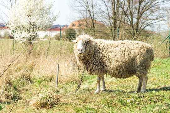 Sheep standing and feeding on grass