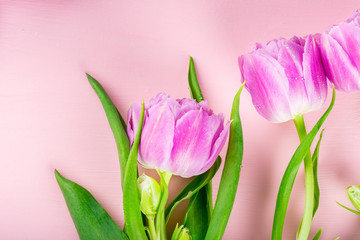 Beautiful Bunch of Purple Peony Style Tulips