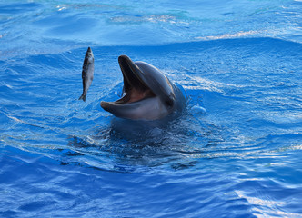 dolphin © alberto