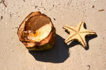 Starfish on the beach