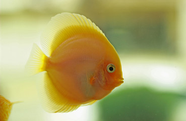 Discus Fish in aquarium