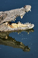 Cuban crocodile jumps out of the water