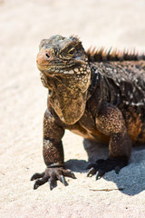 Iguana on white sand beach in Cayo Largo, Cuba