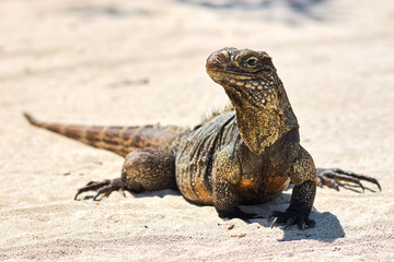 Iguana on white sand beach in Cayo Largo, Cuba