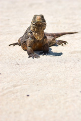 Iguana on white sand beach in Cayo Largo, Cuba