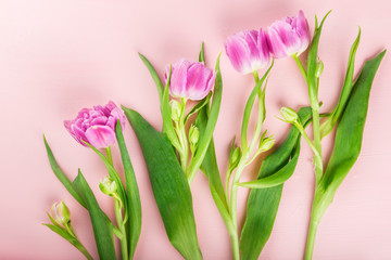 Beautiful Bunch of Purple Peony Style Tulips
