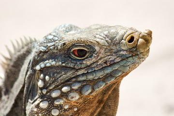 Iguana on white sand beach in Cayo Largo, Cuba