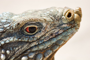 Iguana on white sand beach in Cayo Largo, Cuba
