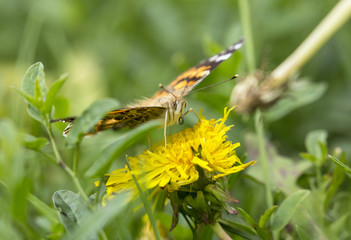 Painted lady (Vanessa cardui) butterfly