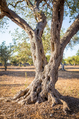 Olive tree in South Italy